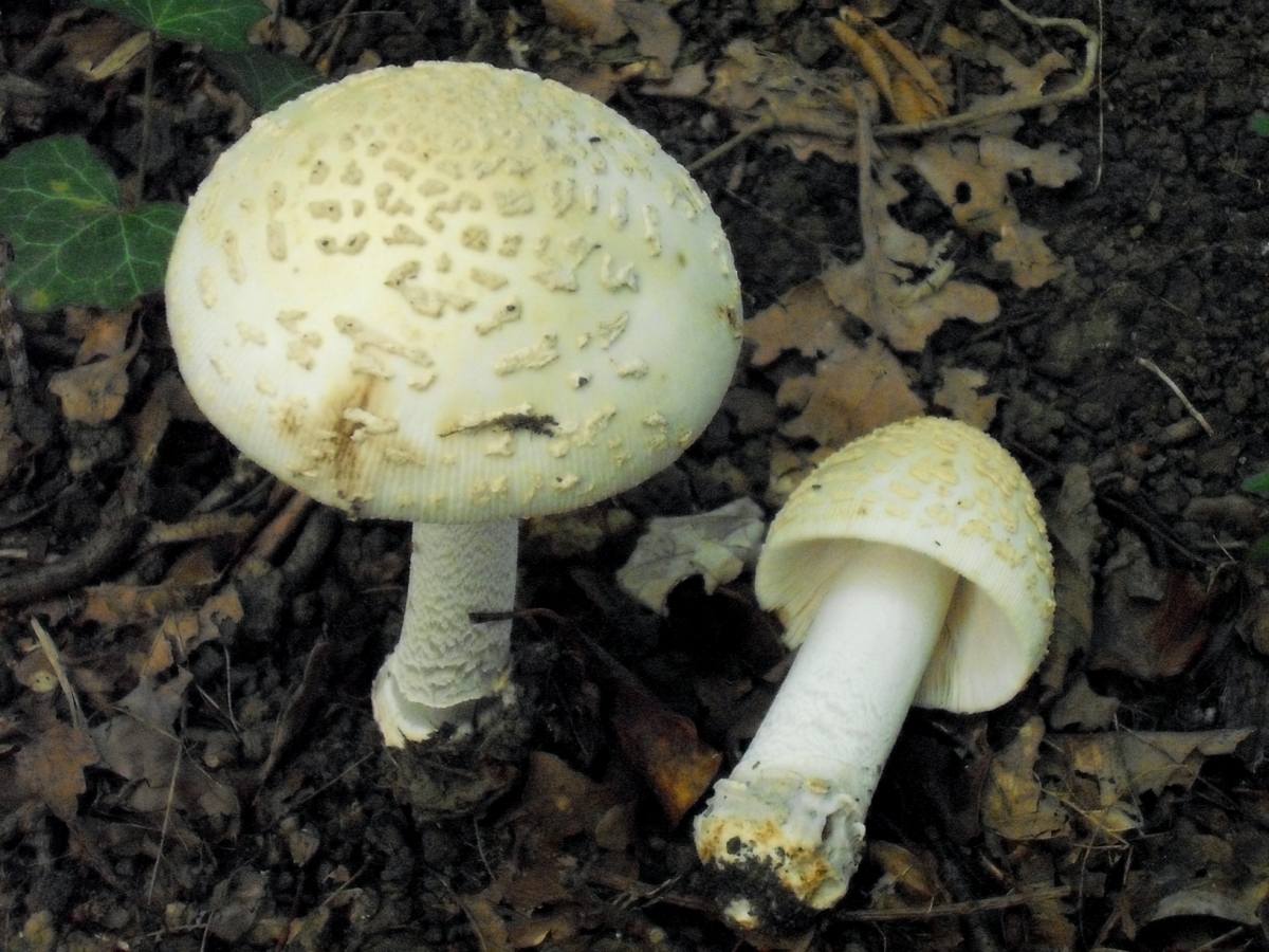 Amanita da determinare